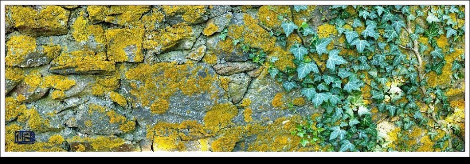 3/4 . Un vieux mur se pare de bronze et d' or ...